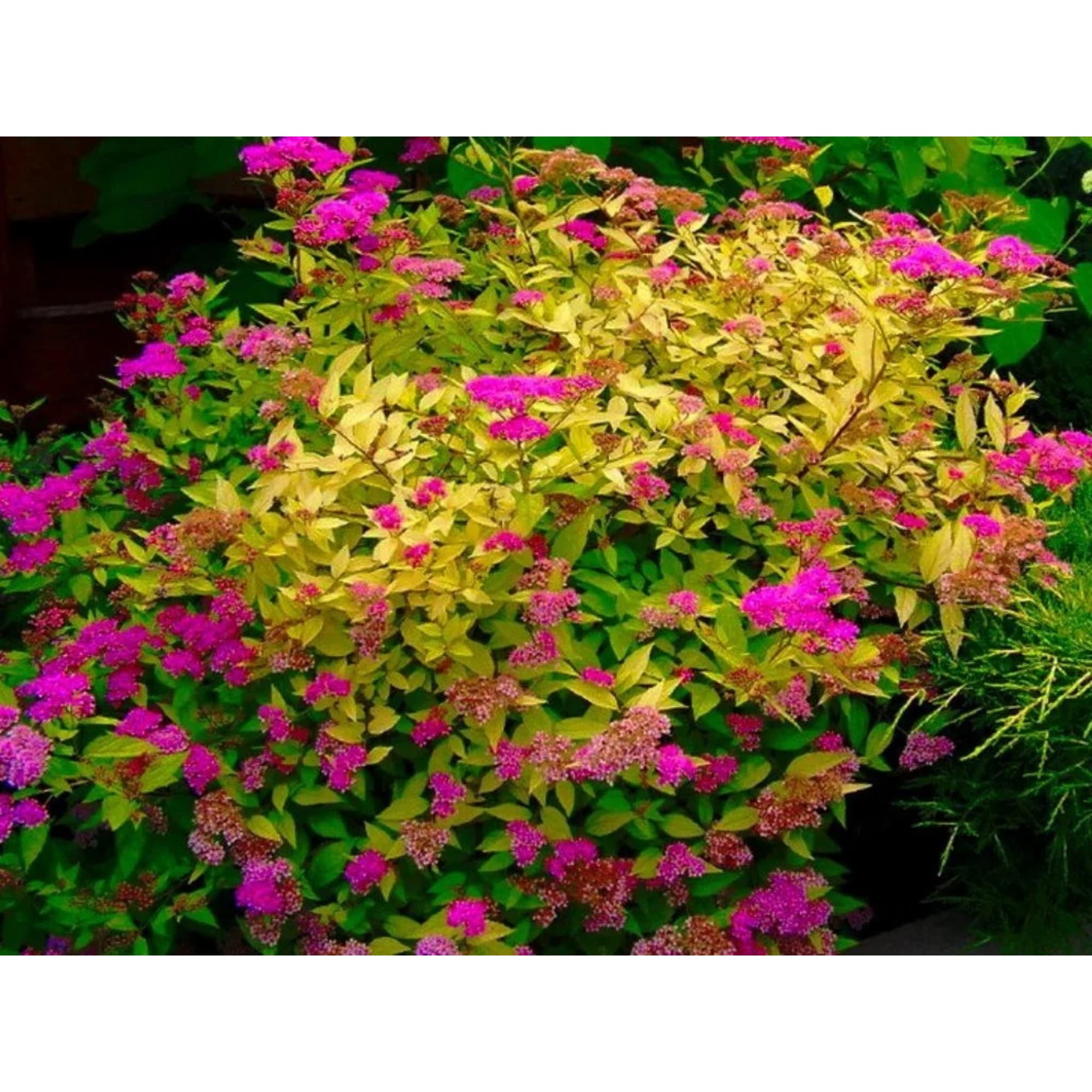 82594831 Спирея «Голден Принцесс» 15x20 см Santreyd  - Вид №2