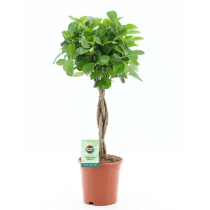 Фикус Микрокарпа Моклейм бонсай ø17 см h70 см 89434989