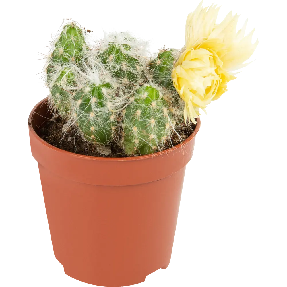 Santreyd Кактус микс с сухоцветом - живой декор для интерьера 85062776 STLM-0058110