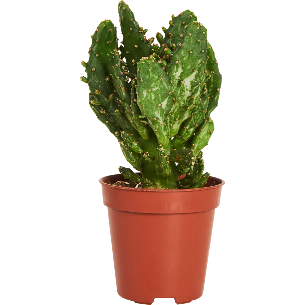 Santreyd Опунция Ямайская — кактус для современного интерьера 83675891 STLM-0043324