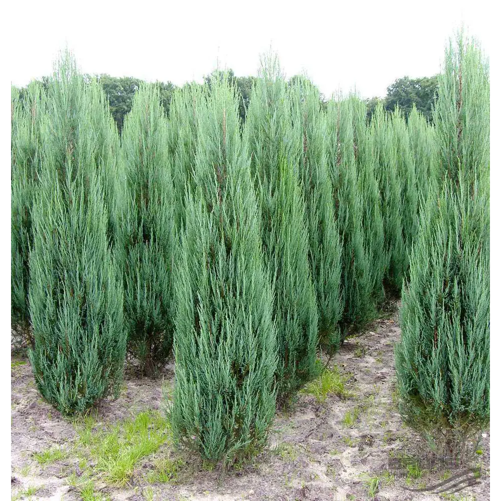 Можжевельник скальный Блю Эрроу ø19 h30 см PLANTMARKET STLM-2116366