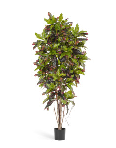 10.37608N Кротон Цветочная коллекция