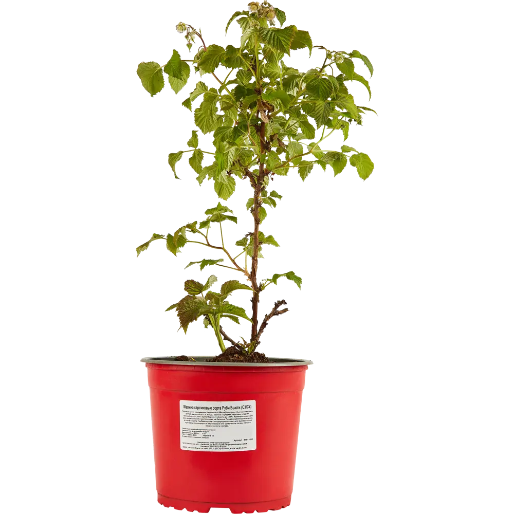 Santreyd Малина Руби Бьюти карликовая ремонтантная для террас и патио 87811899 STLM-0075785 - Вид №1