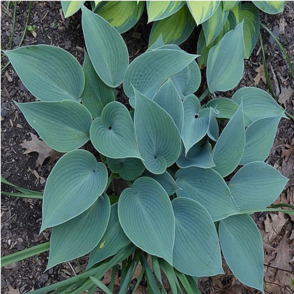 Хоста Буллет Пруф - декоративный многолетник для сада 87691030