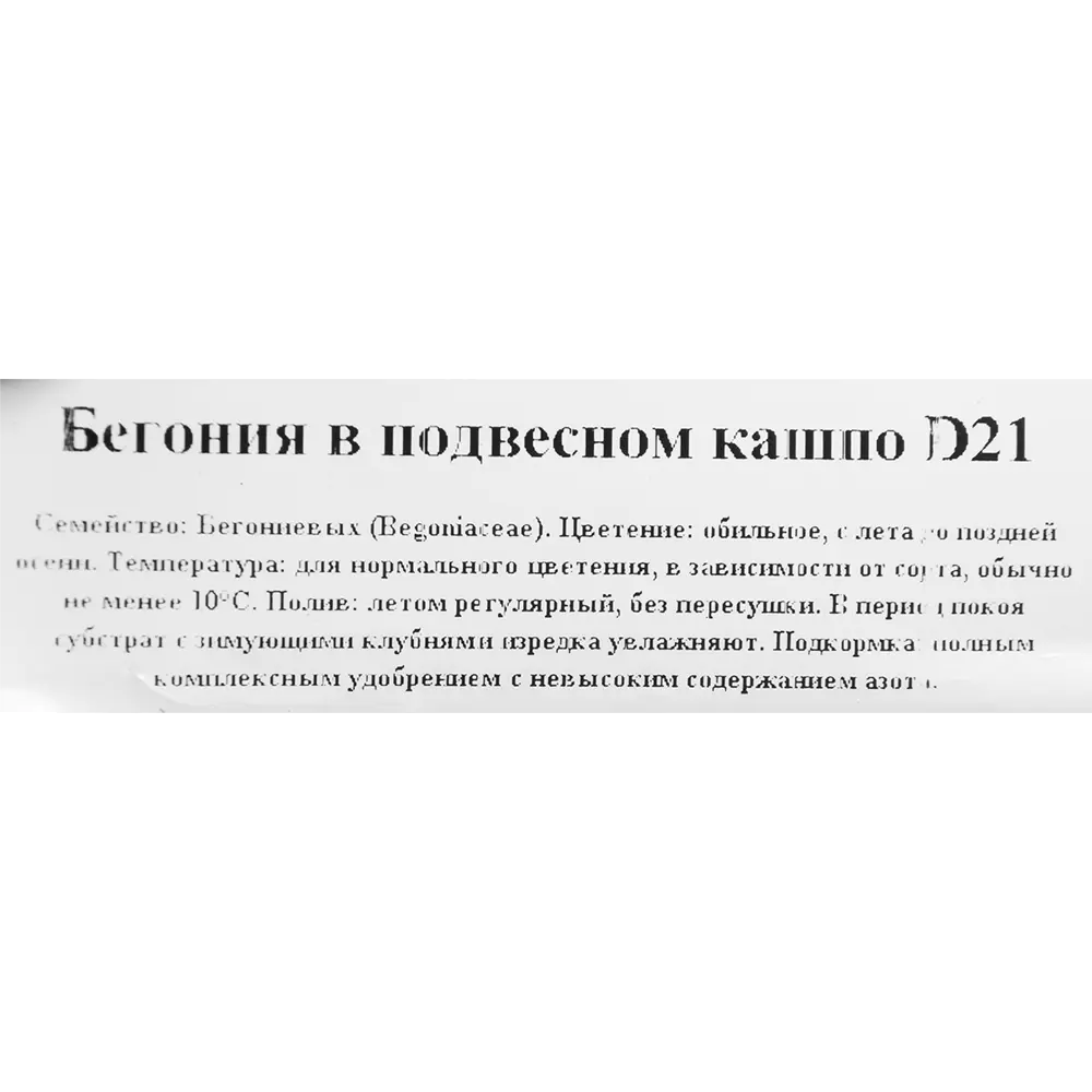 Santreyd Бегония клубневая в подвесном кашпо - цветущее украшение интерьера 82650002 STLM-0032840 - Вид №1