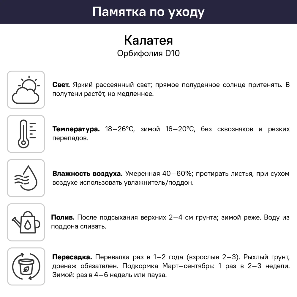 Калатея Орбифолия ø10 h20 см 89421998 STLM-2114060 Santreyd  - Вид №4