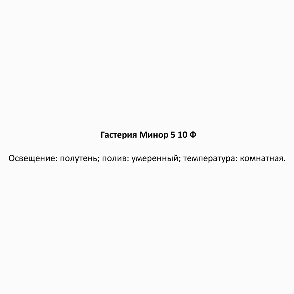 Гастерия Минор от Santreyd — суккулент с пёстрыми листьями 85324967 STLM-0061531 - Вид №3