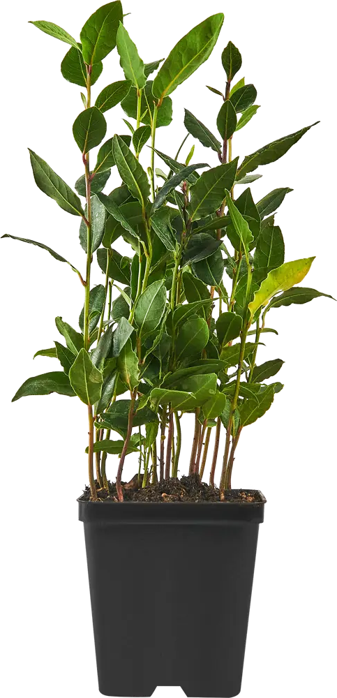 Santreyd Лавр — ароматное украшение интерьера и кухни 87819660