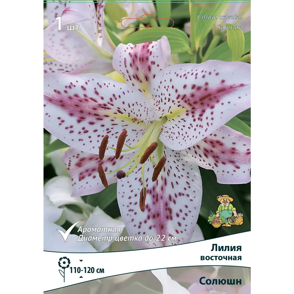 Лилия восточная Солюшн ПОИСК STLM-2135681