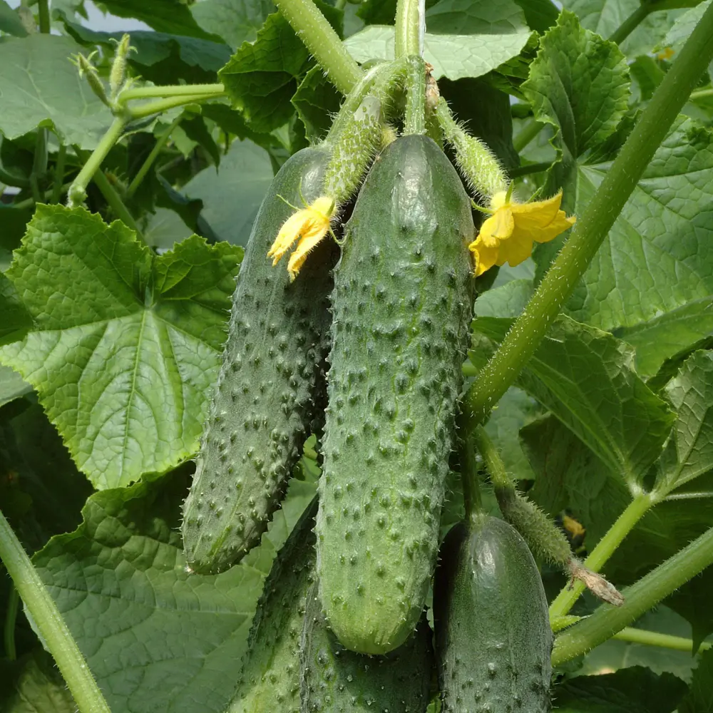Семена огурца Кураж F1 от Гавриш — самоопыляемый гибрид для теплиц 14388245 STLM-0004864 - Вид №3