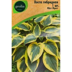 Хоста Geolia Фест Фрост - многолетний декоративный куст с белоснежным цветением 86408592