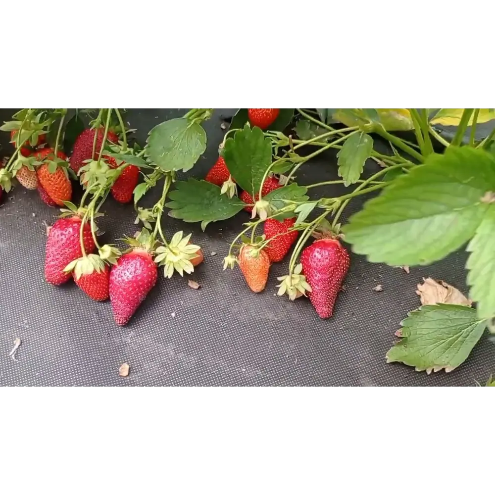 Земляника садовая Лючия ø9 h20 см 87691190 STLM-2183882 PLANTMARKET 