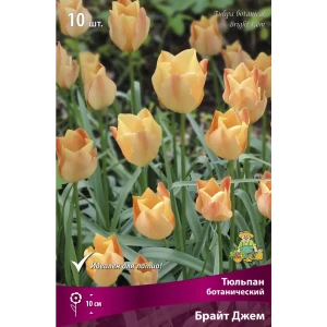 Тюльпаны Брайт Джем ПОИСК - ботанические луковицы для сада 85205586