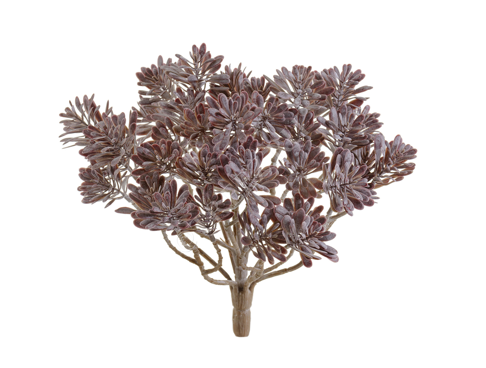 20.5936PU Дасти Миллер куст фиолетово-зелёный припылённый Цветочная коллекция 