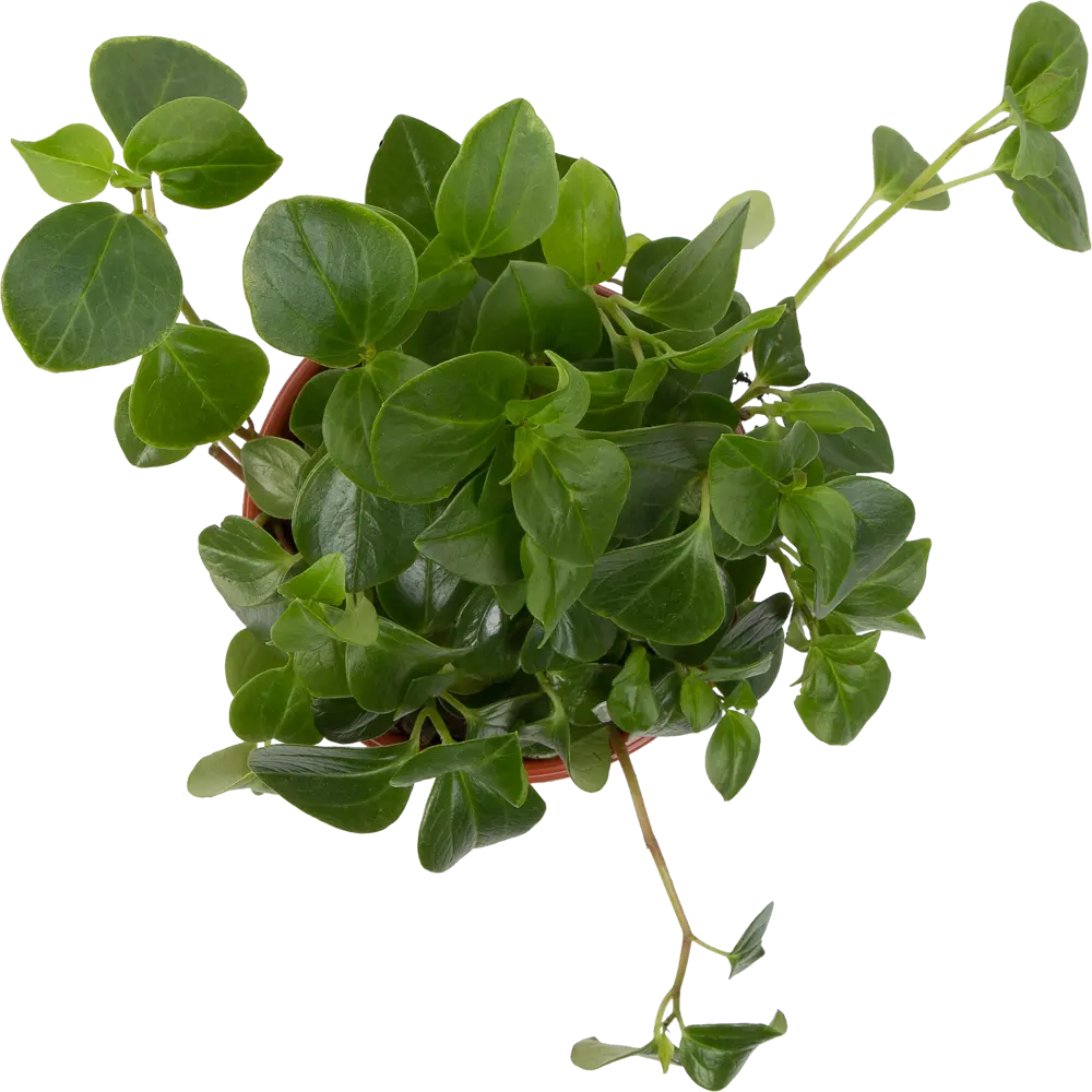 Santreyd Пеперомия Глабелла — комнатное растение для любого интерьера 82560390 STLM-0029930 - Вид №1