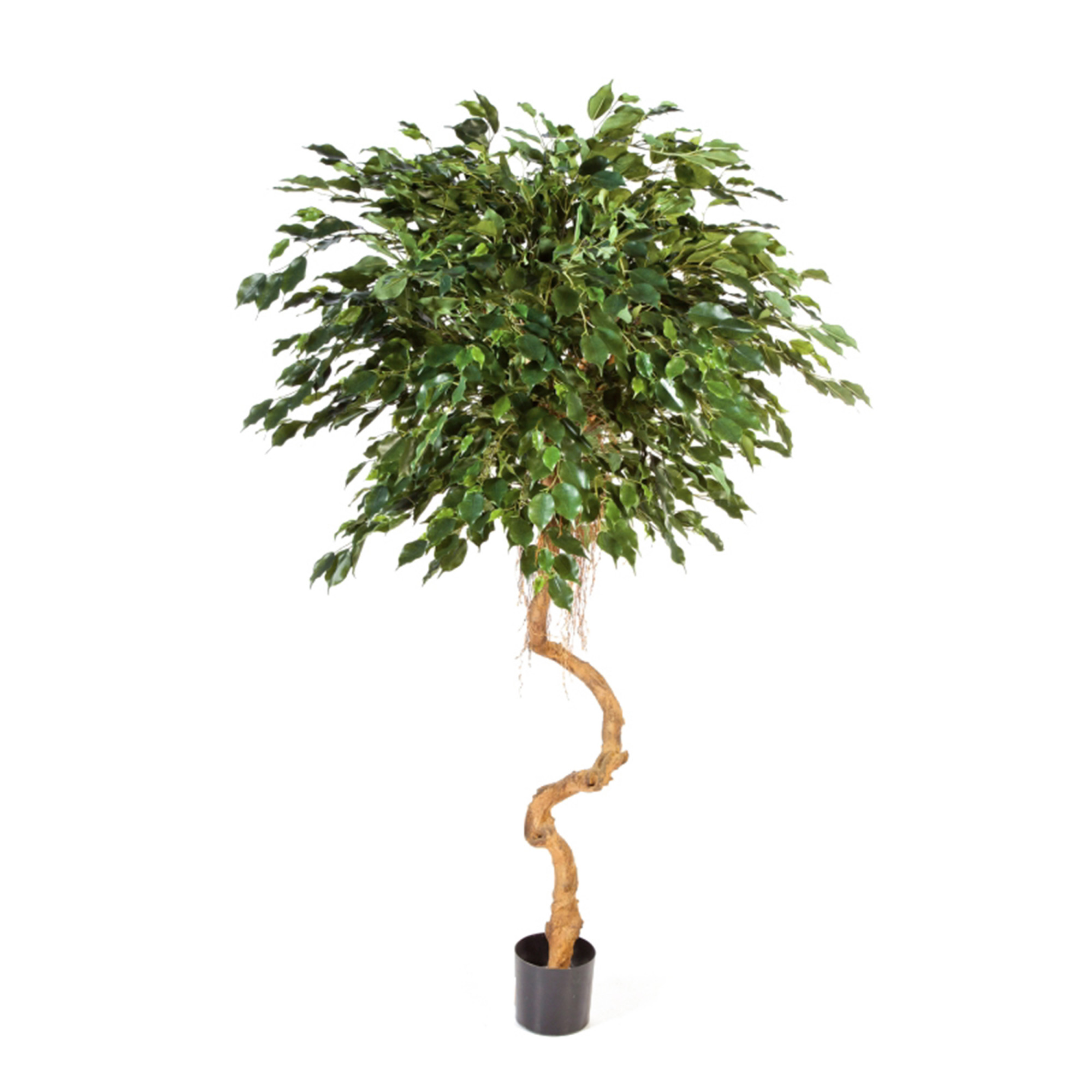 2000983189974 Фикус Бенджамина на забавном стволе 180 см BLOOMINGVILLE Santreyd 