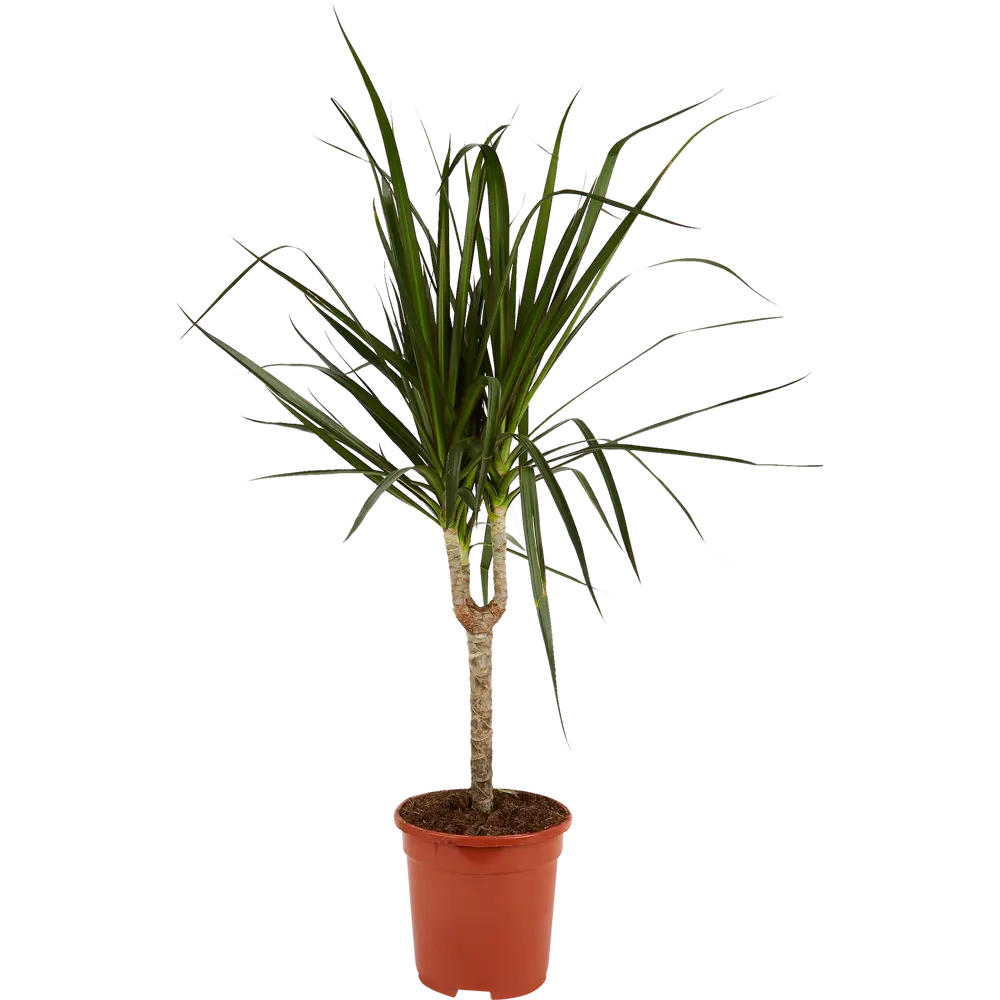 Santreyd Драцена Маргината Росток — элегантное комнатное растение с красноватой каймой 84586889 STLM-0052389