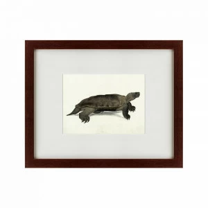 Литография на тонированной бумаге 42х52 см A hand-painted illustration of an Arakan forest turtle, 1 КАРТИНЫ В КВАРТИРУ  135777 Белый;коричневый;черный;разноцветный