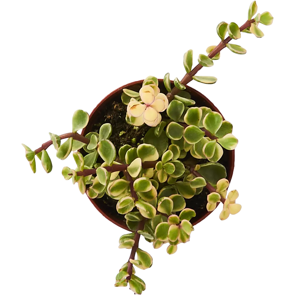 Крассула Santreyd — живое украшение интерьера с сочными листьями 85325015 STLM-0061565 - Вид №3