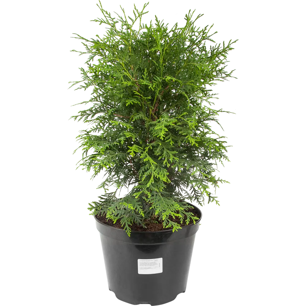 Туя западная «Вудварди» 22x40 см ГАВРИШ STLM-2154455