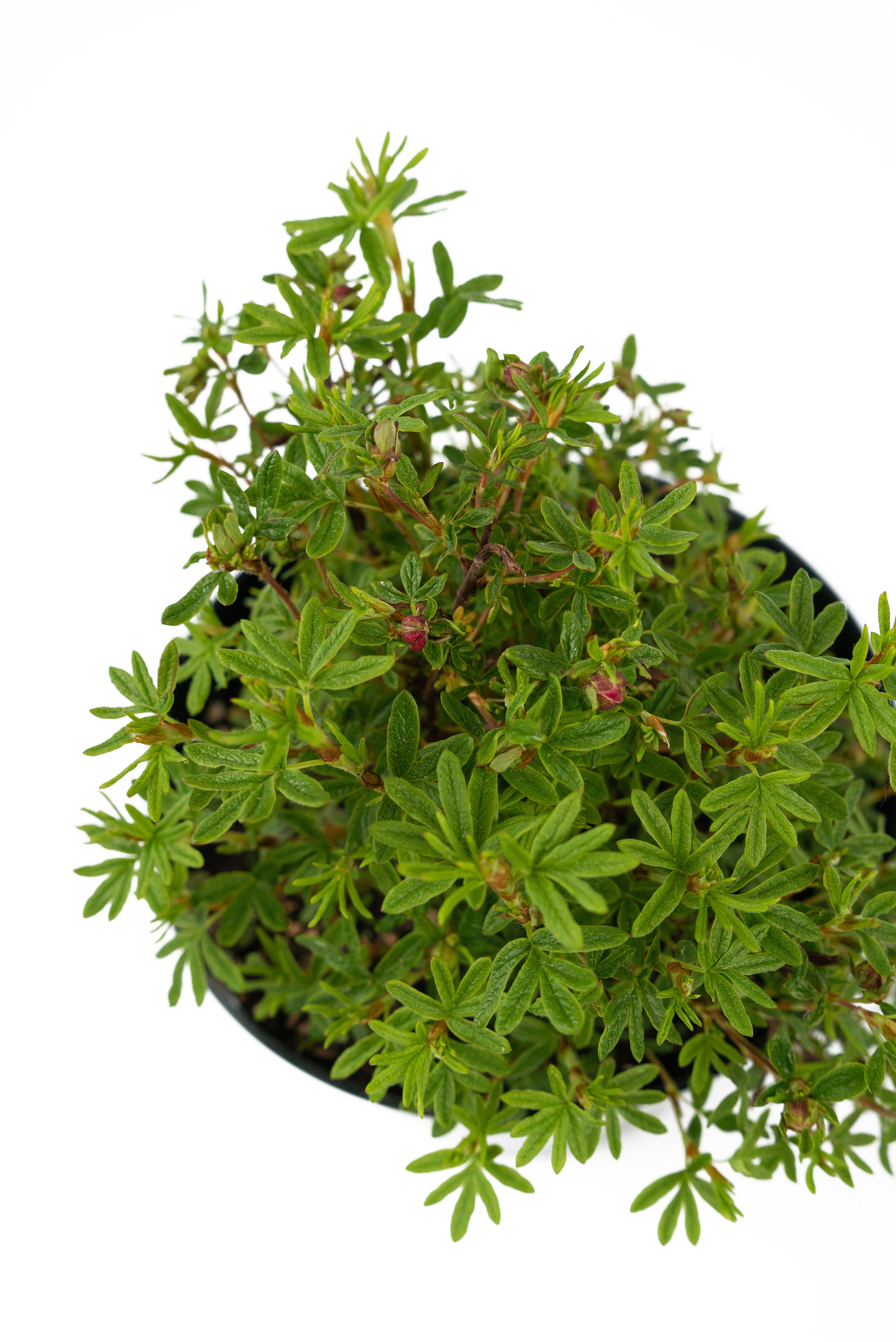 Лапчатка кустарниковая Red Ace 84841632 Santreyd STLM-0055912 - Вид №3