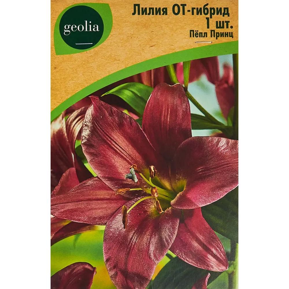 Лилия Geolia от-гибрид Пепл Принц 86408653 STLM-2022721 