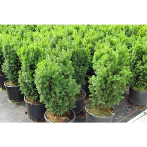 Тис средний микс Santreyd - вечнозеленый кустарник для живой изгороди 84173602