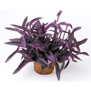 Santreyd Традесканция Приречная — изящный многолетник для интерьера 89394852