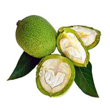 Грецкий орех молодой Santreyd 26571