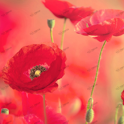 A1-019 Фотообои DIVINO Collection A 2.7х2 м A1019