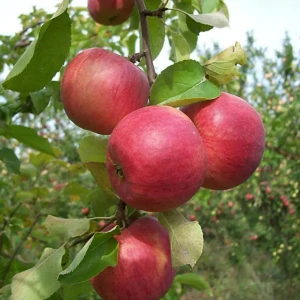 Яблоня Жигулевское ø22 h120 см 87691165 STLM-2009163
