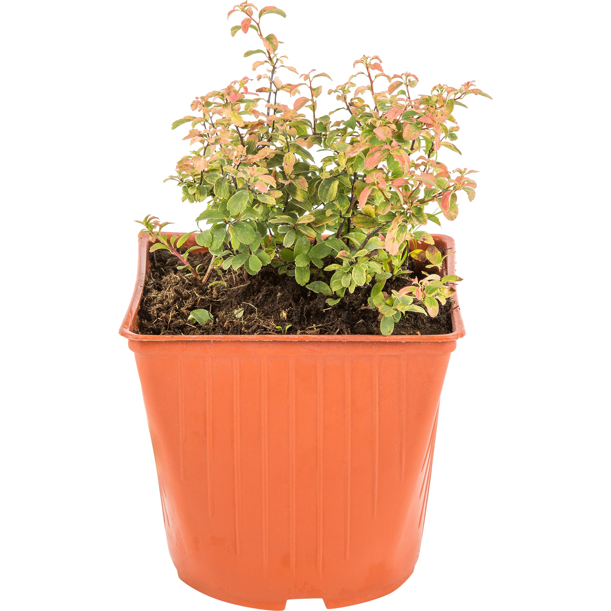 18321224 Спирея ниппонская С1, 25 см Santreyd 