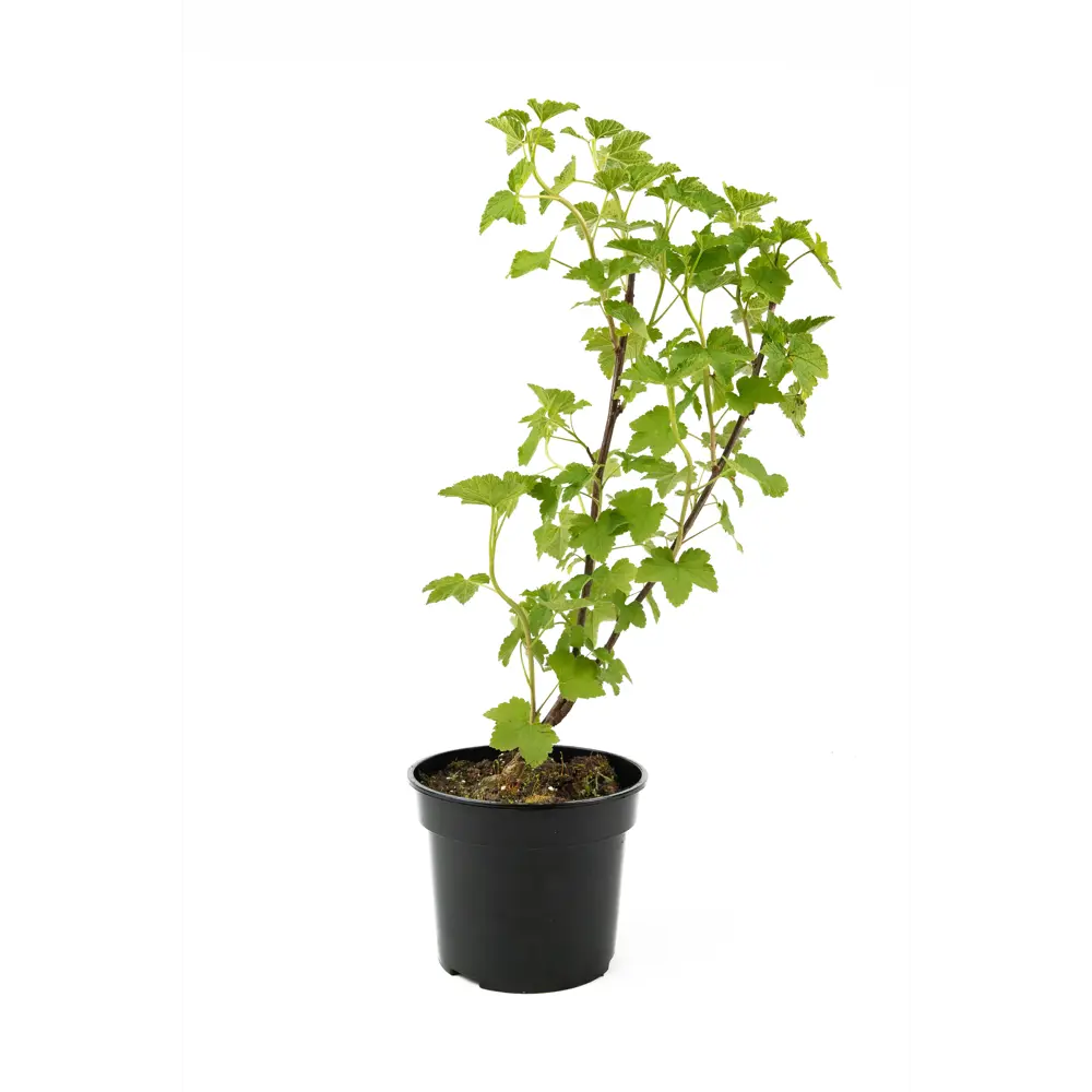 Саженец красной смородины Jonkheer Van Tets от Santreyd - обильный урожай в вашем саду 84841706 STLM-0957732