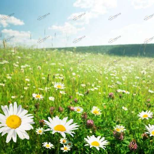 WP02523 Фотообои Verol Фотообои decoline 1х1 м