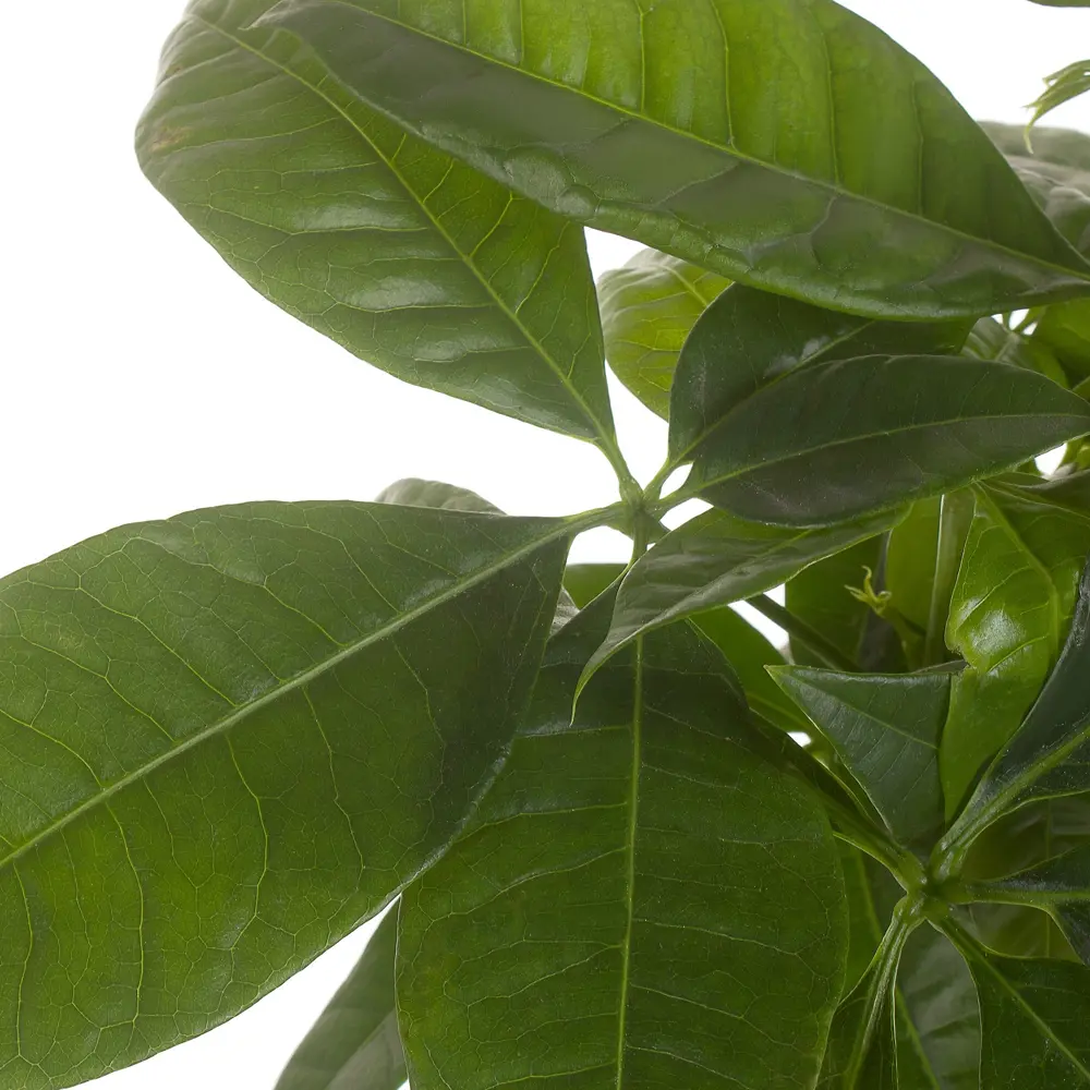 Santreyd Пахира Акватика — экзотическое дерево для статусного интерьера 14032396 STLM-0004207 - Вид №1