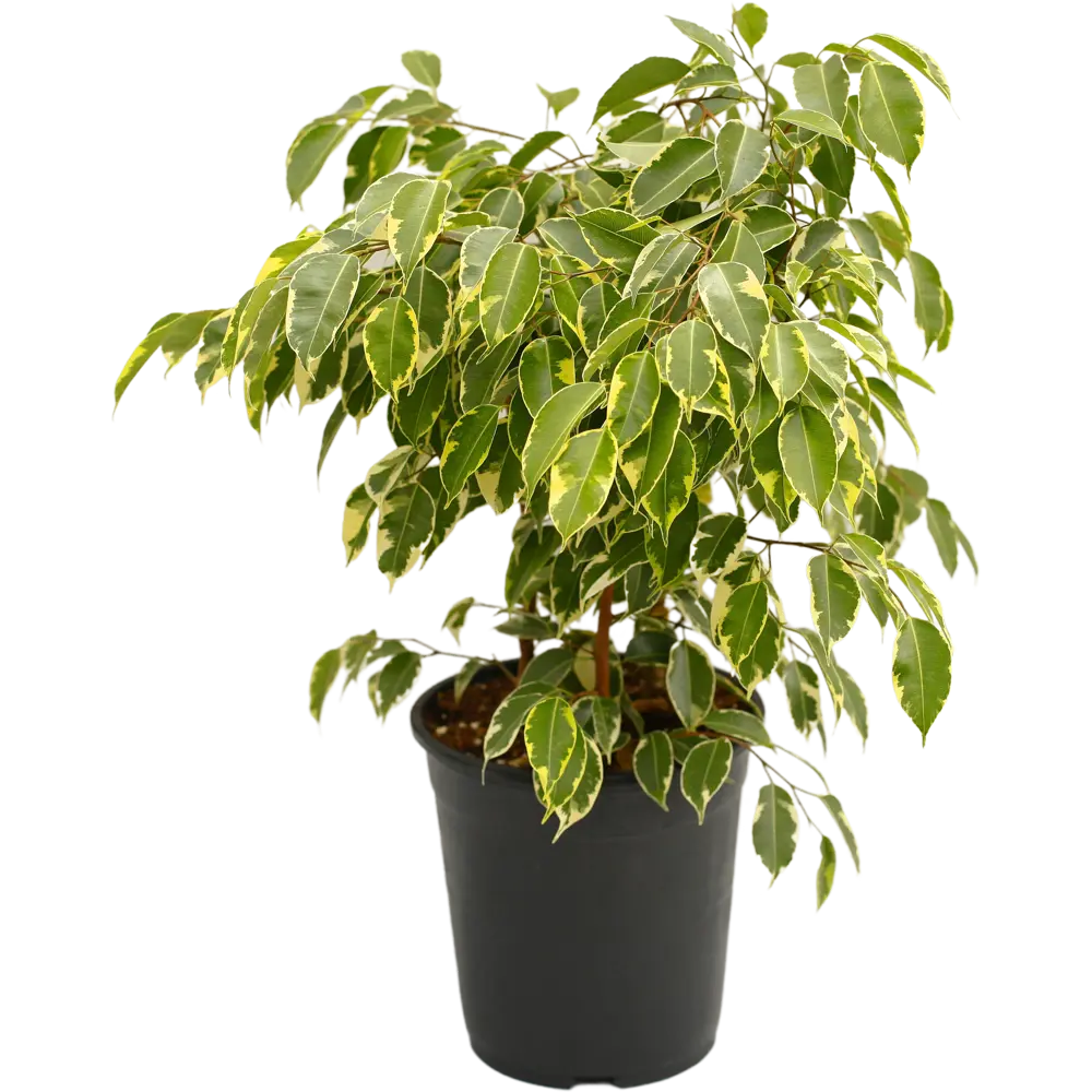 Фикус Бенджамена Santreyd с пестрой листвой в горшке 21×45 см 88876071 STLM-1485178