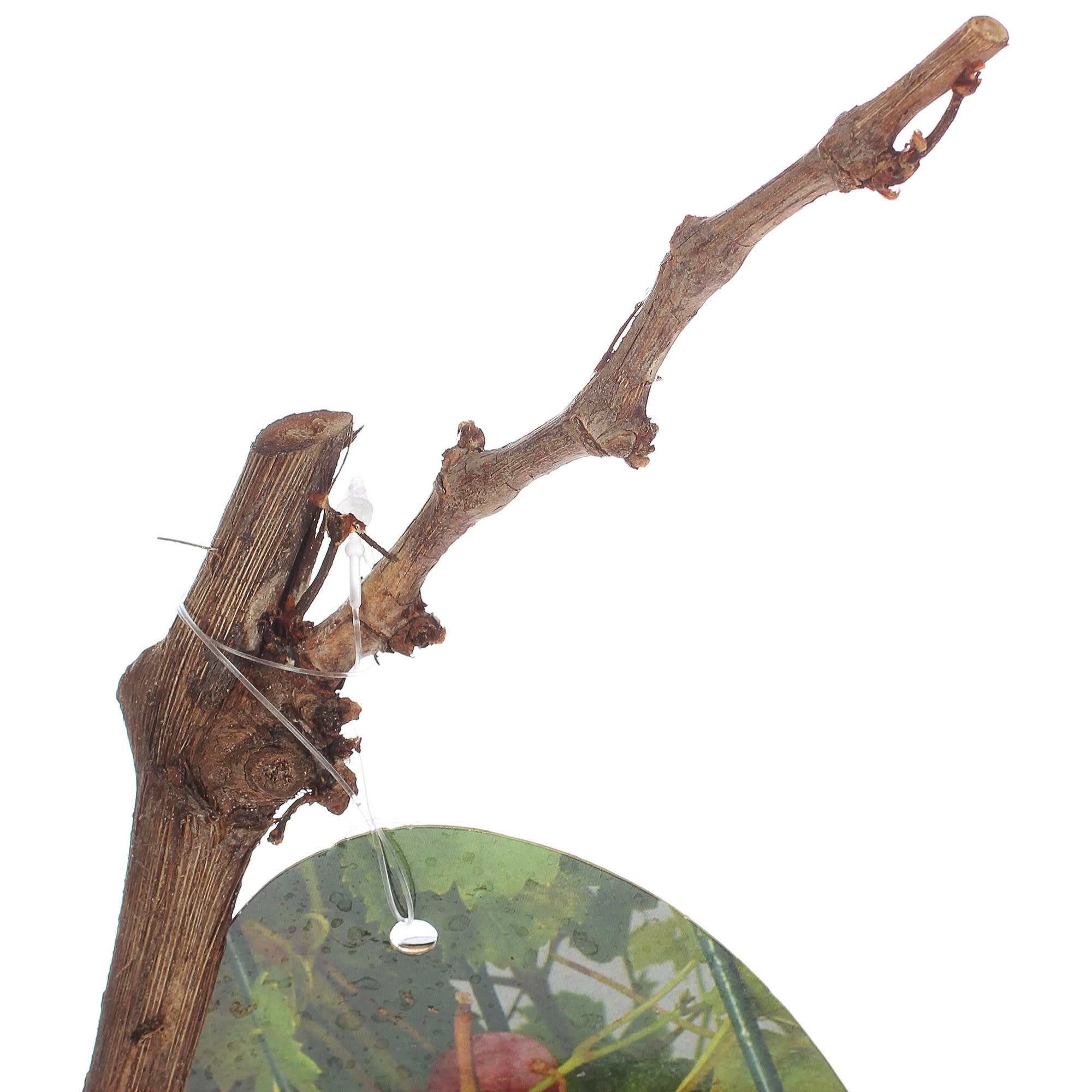 81954905 Виноград плодовый Киш-Миш С2 «Лучистый» h50 Santreyd  - Вид №1