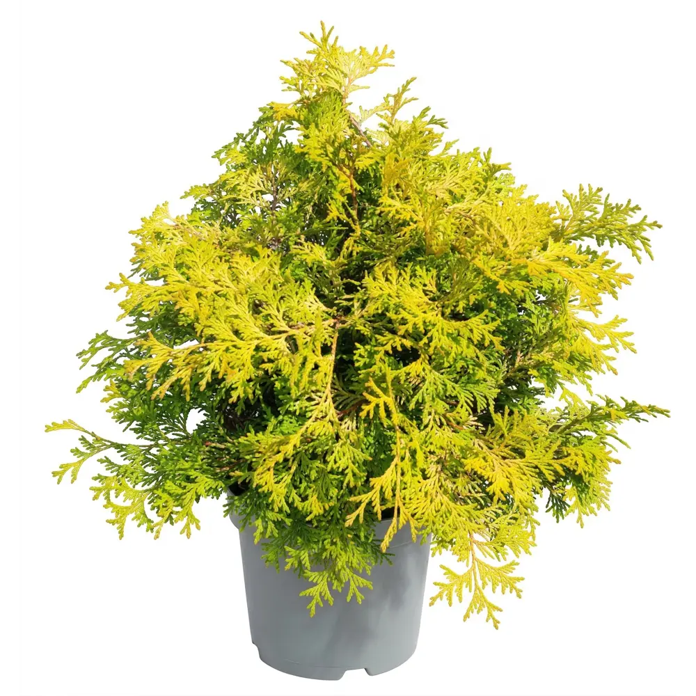 Кипарисовик туполистный Камарачиба ø23 h20 см Santreyd STLM-2106625