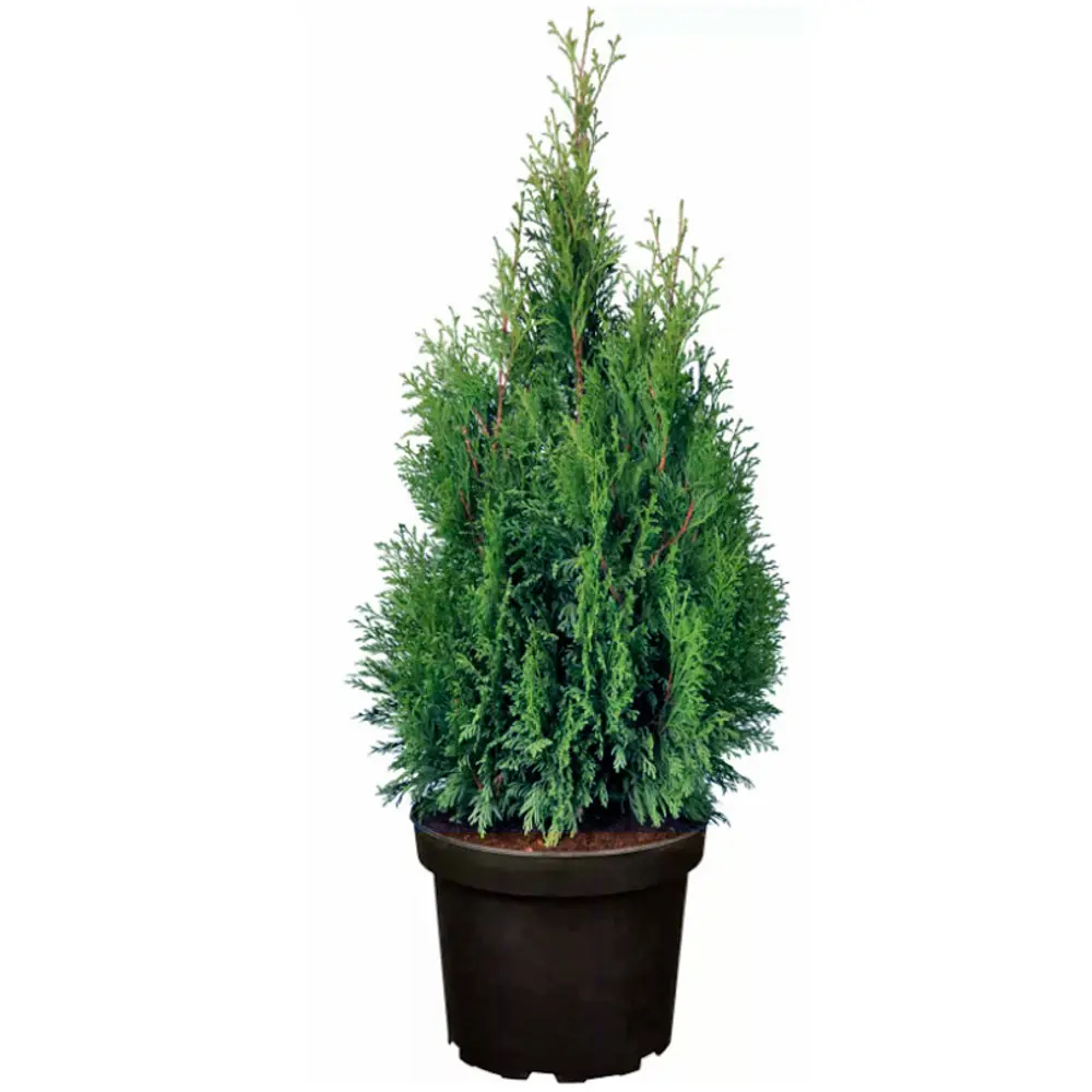 Туя западная Смарагд ø14 h60 см 84659520 STLM-2011462 PLANTMARKET 