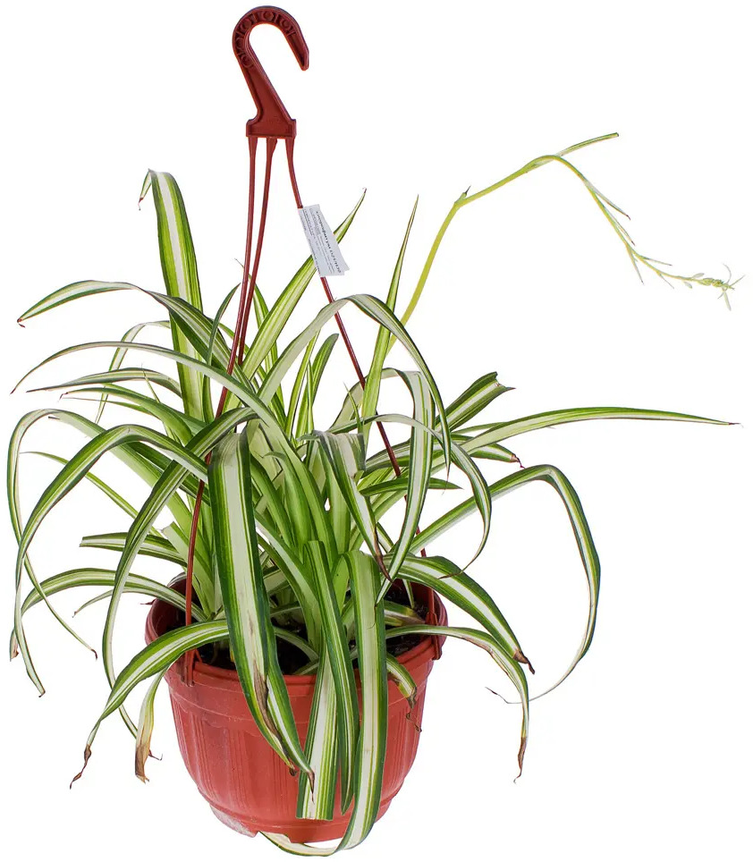 Santreyd Хлорофитум ампельный - живой декор для интерьера 17394350