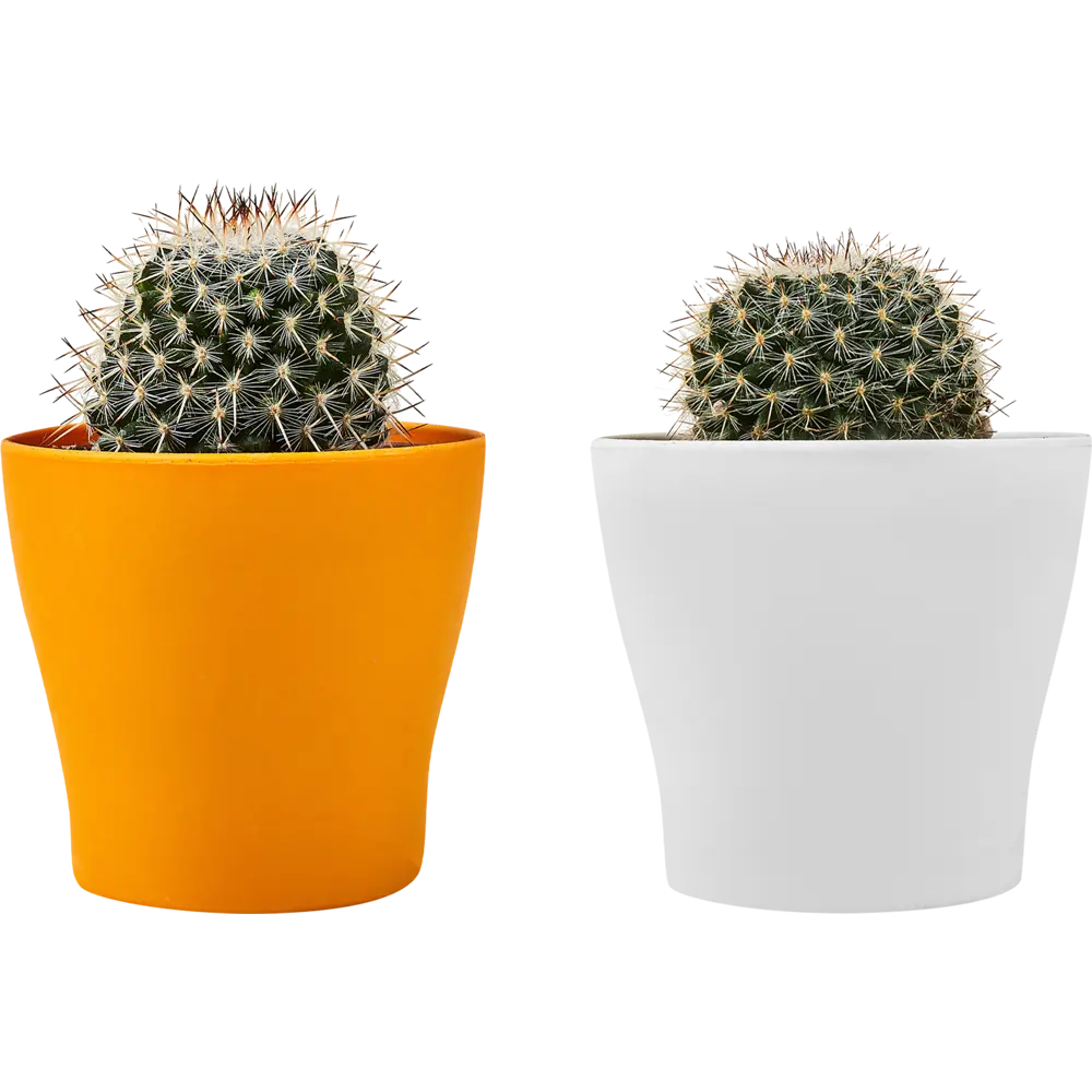 Santreyd: Декоративный кактус для современного интерьера 89296621 STLM-0823759 - Вид №4