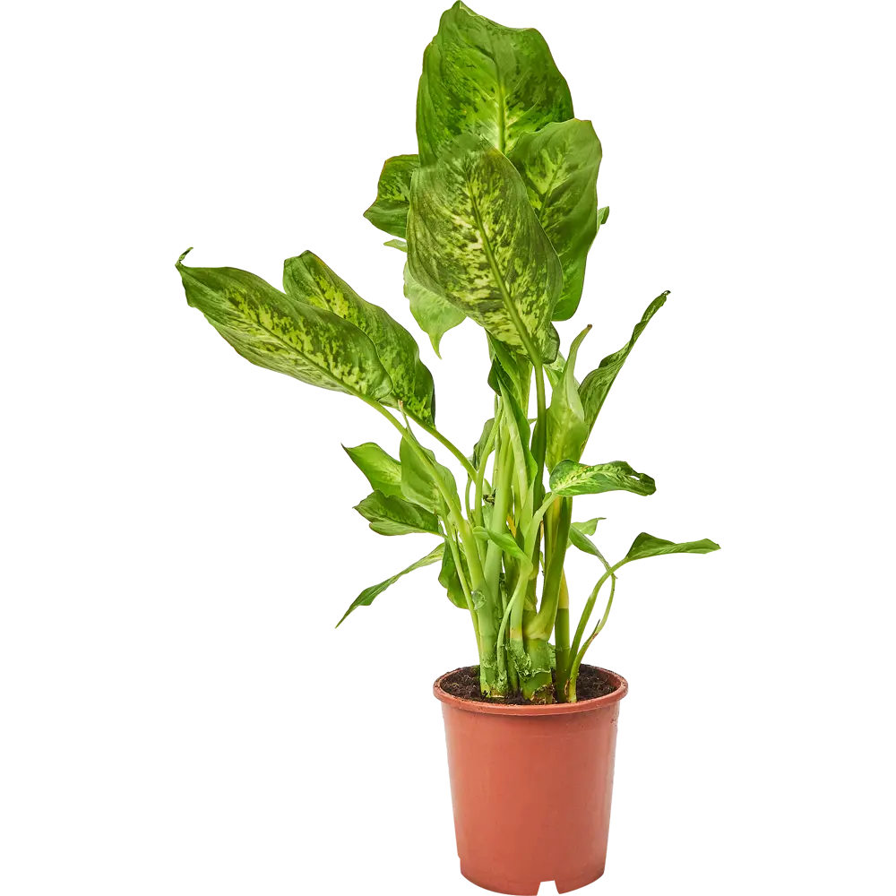 Диффенбахия микс Santreyd — яркий акцент для интерьера 85324965 STLM-0061529