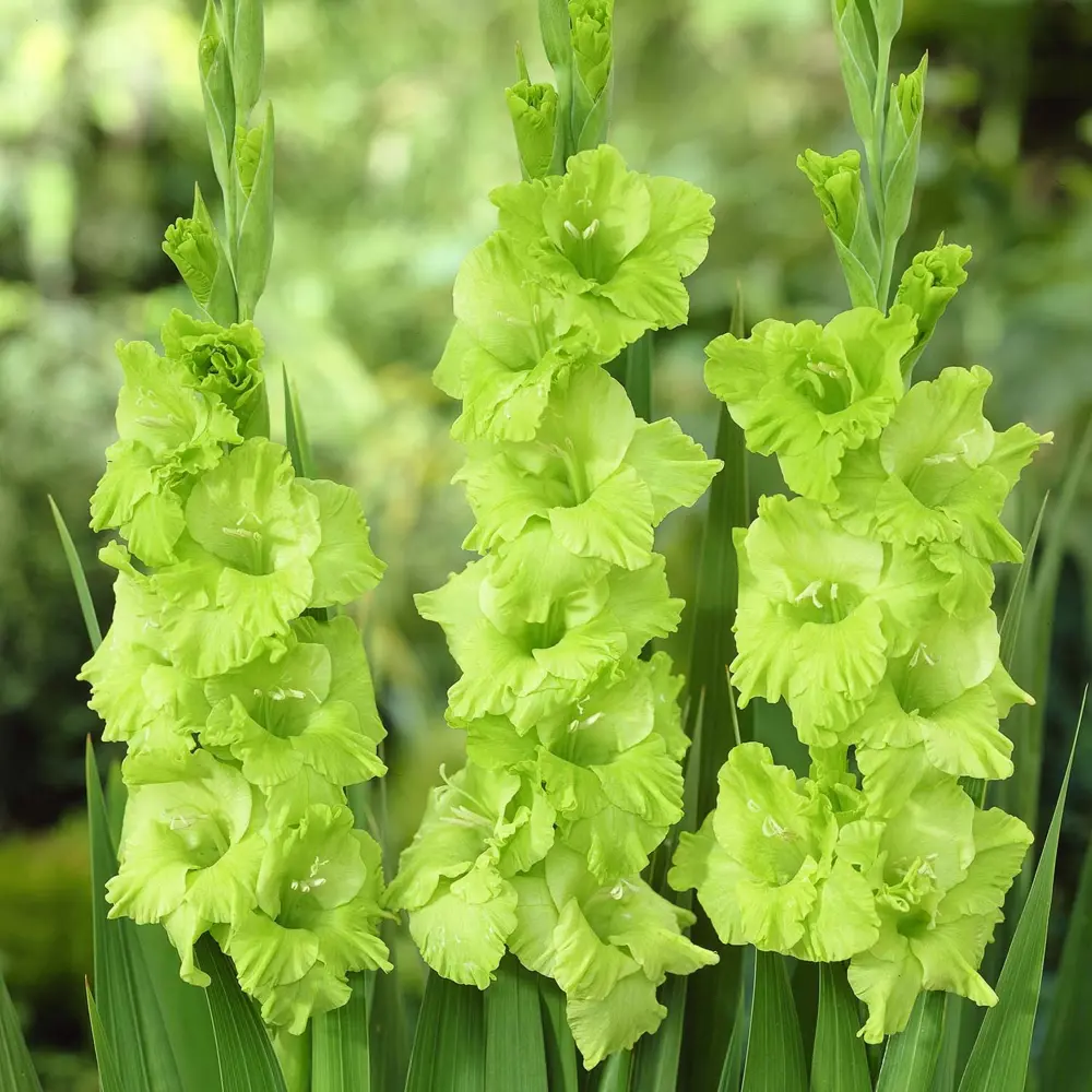 Гладиолус Green Star 10/12 (6) Geolia 15549709 STLM-2155603 