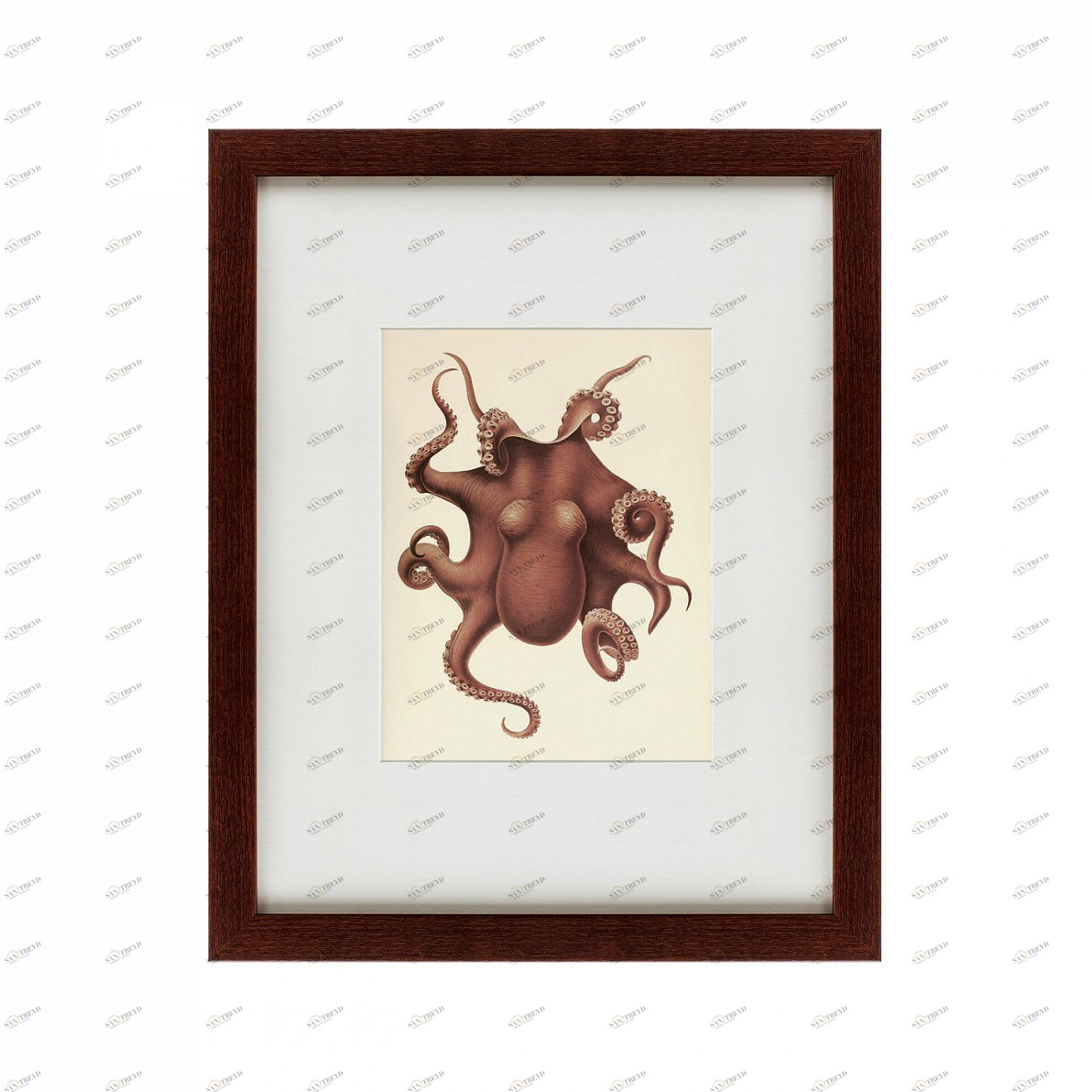 Картина в раме 52х42 см Pacific Octopus, 1731 КАРТИНЫ В КВАРТИРУ  135739 Коричневый 