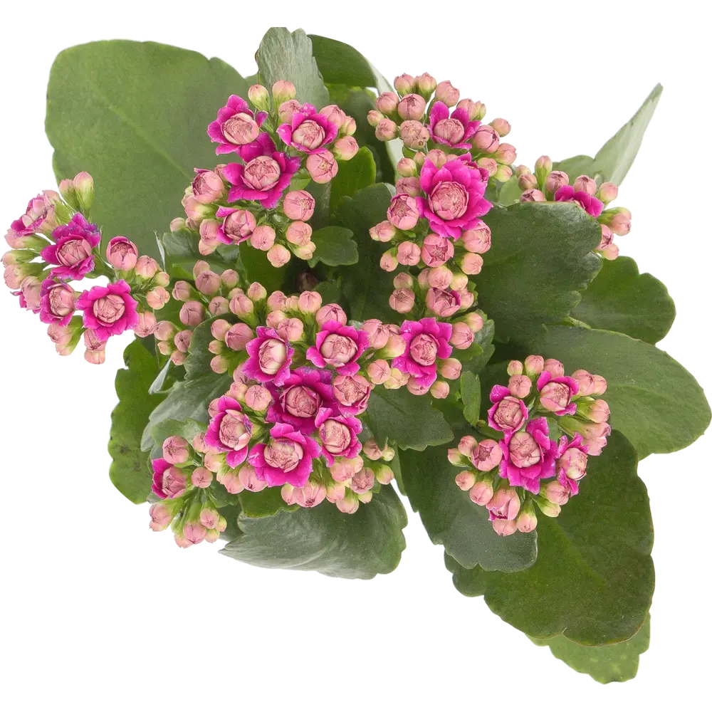 Santreyd Каланхоэ Каландива - цветущий суккулент с продолжительным цветением 14448025 STLM-0004954 - Вид №1