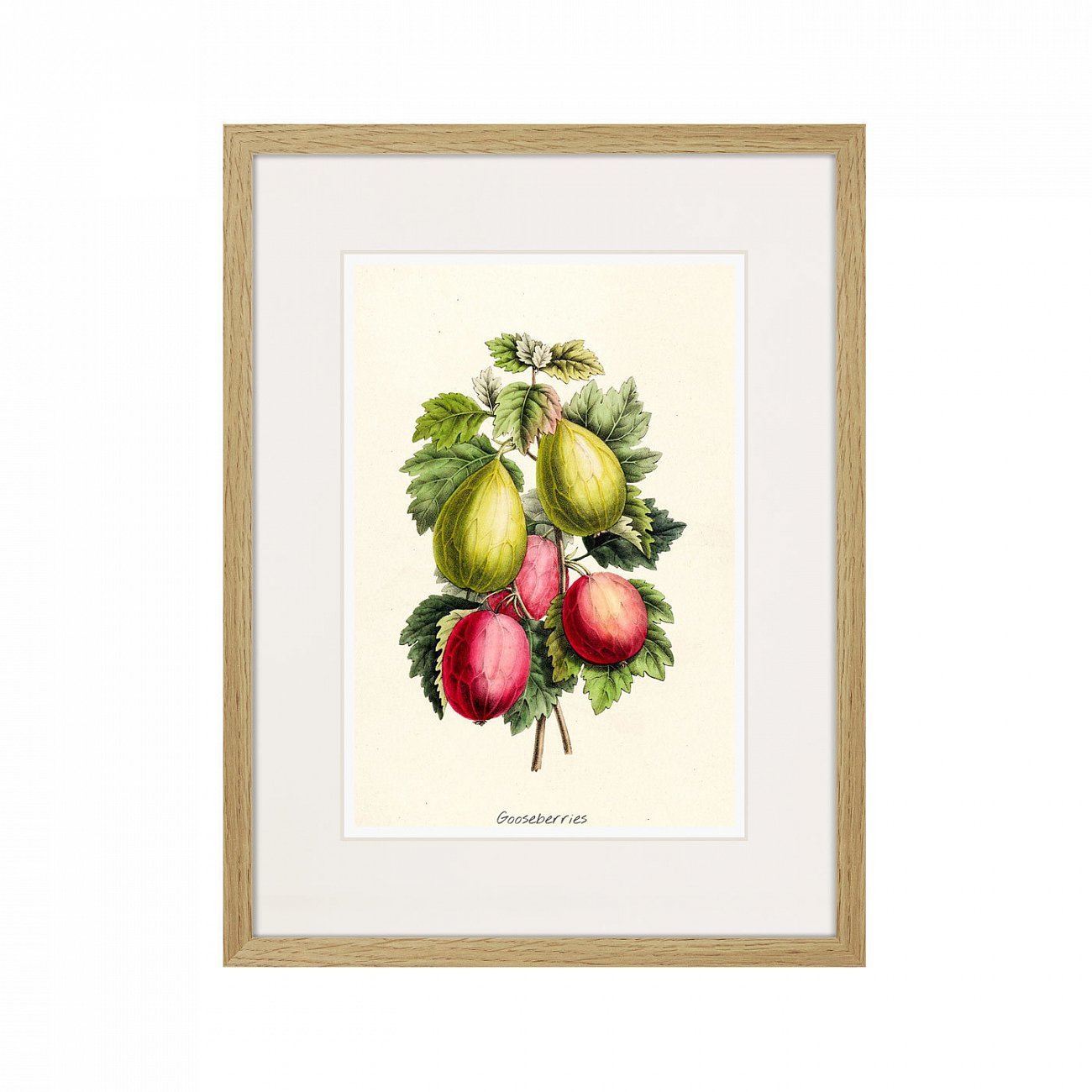 Картина в раме 32х42 см Botany illustration №20, 1836г. КАРТИНЫ В КВАРТИРУ  264497 Желтый;зеленый;красный;разноцветный  - Вид №1