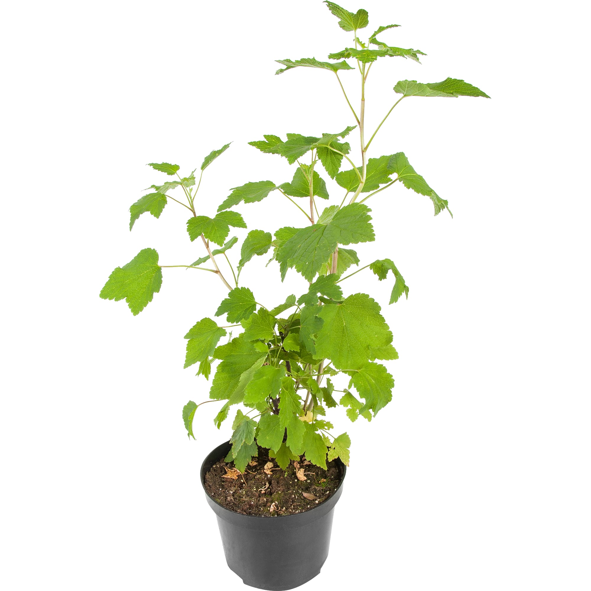 18469843 Смородина красная «Натали», С3-С4 Santreyd 