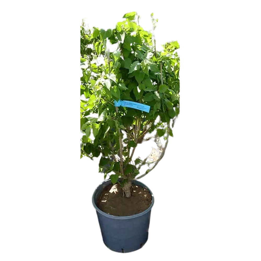Сирень Русская Песня ø9 h15 см 84829037 STLM-2150975 PLANTMARKET 
