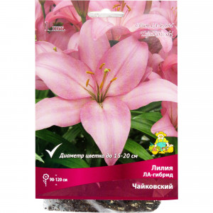 82319580 Лилия ЛА-гибрид «Чайковский», размер луковицы 14/16