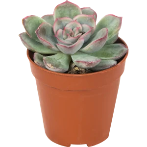 Эхеверия микс Santreyd — суккулент для стильного интерьера 82877378
